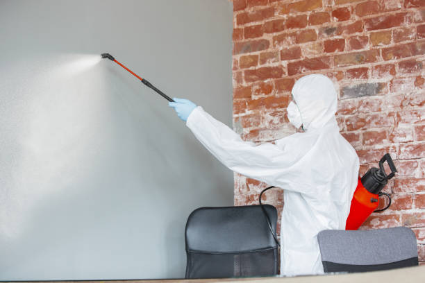 Best Environmental Consulting for Mold Prevention  in North Little Rock, AR