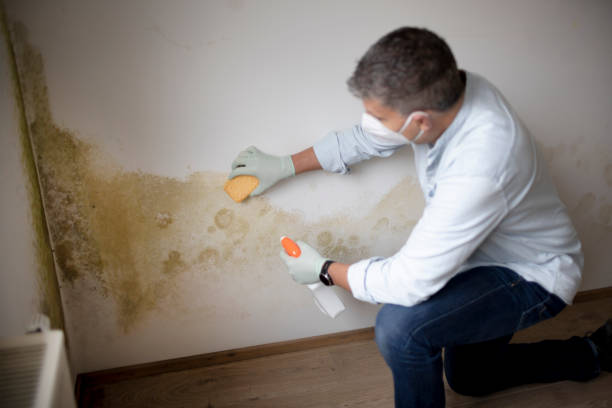 Best Emergency Mold Remediation  in North Little Rock, AR
